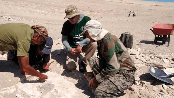 Paleontólogo peruano descubre restos fósiles de una extinta ave en el desierto de Ocucaje