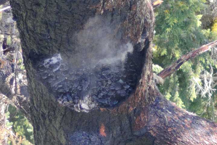A fire is burning one of the world’s tallest trees near the Oregon Coast