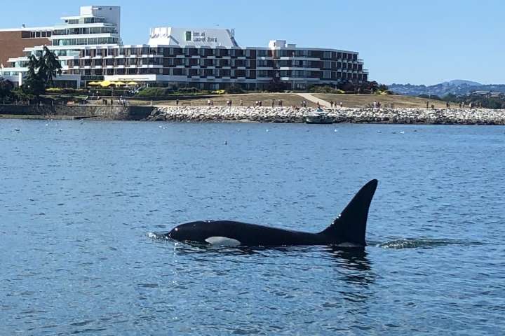 VIDEO: Orcas treat Victoria Inner Harbour visitors to whale of a time