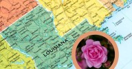 La rosa que sobrevivió al huracán Katrina y se convirtió en símbolo de esperanza