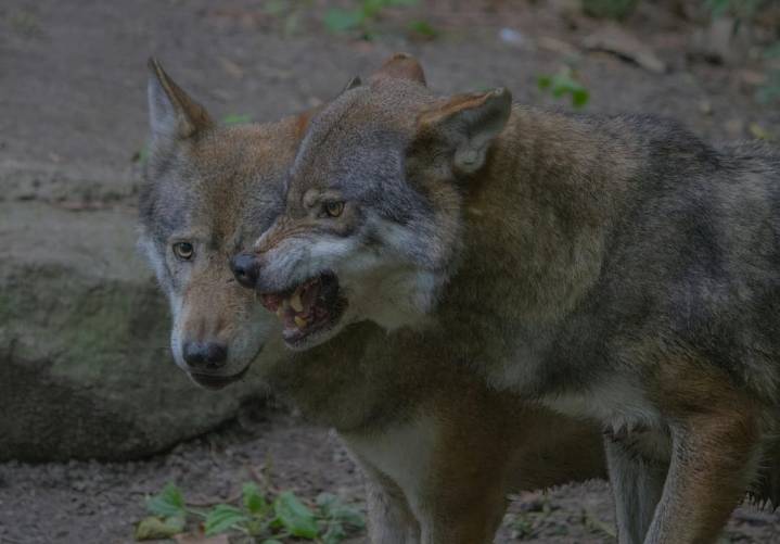 Una isla de Alaska ahora está poblada por lobos que acorralaron a los ciervos y ahora buscan su alimento en el mar, los científicos no dan crédito a lo que comen ahora