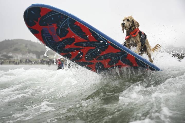 Who’s the top dog? Wave-riding canines compete in the World Dog Surfing Championships
