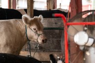 How these Northampton Co. farm kids are helping feed hungry families with their livestock