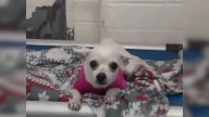 Tiny Chihuahua In Pink Sweater Cried Herself To Sleep Until Missouri Family Saved Her