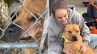 Friendly Pup From South Carolina Shelter Just Wants To Play, But No One Wants Him