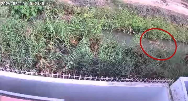 Arequipa: Detectan iguana gigante en canal de regadío de Camaná (VIDEO)