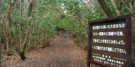 Los interrogantes de Aokigahara, el bosque denso y silencioso de Japón que envuelve desapariciones intrigantes y leyendas ancestrales