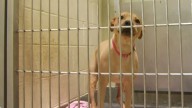 Chicago Animal Care and Control animal surrenders rise