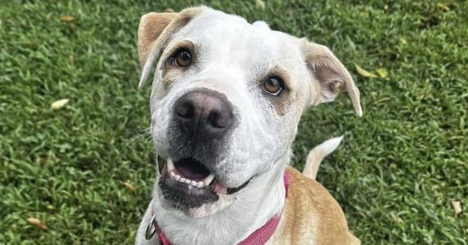 Chloe is paws-itively ready for a forever home