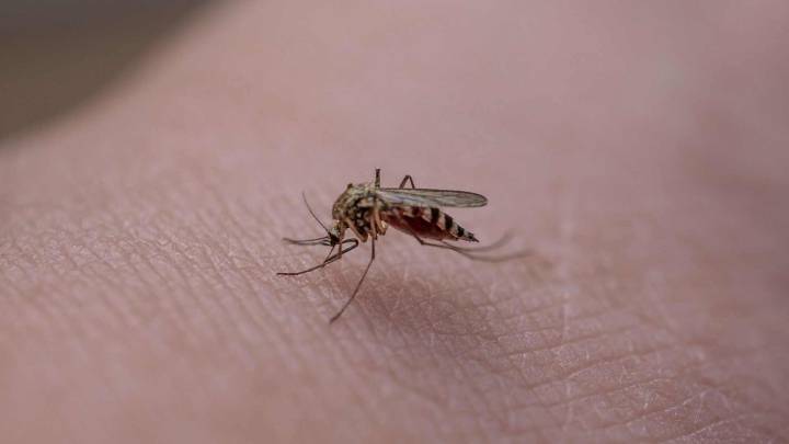 Día Mundial del Mosquito 2025 ¿Por Qué Estos Insectos Tienen su Propio Día?