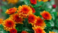 Garden Mums Vs Florist Mums: What's The Difference? (& Why It Matters)