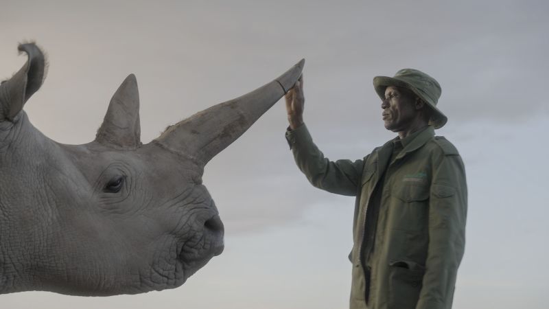 There are just two northern white rhinos left. This film follows the race to save them from extinction