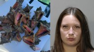Key West woman charged with illegally harvesting queen conch after photos posted on social media, FWC says 