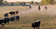 Los novillos de Los Bayones dejan un encierro sin incidentes en Aldeadávila