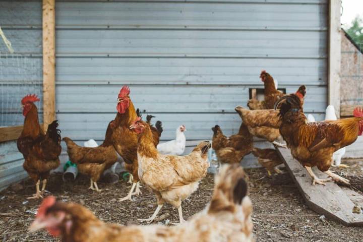 Salmonella Outbreak Linked to Backyard Poultry Spreads Across 42 U.S. States; 1 Dead