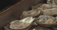 Recycled oyster shells being used for San Francisco marine restoration project