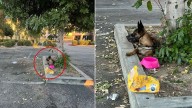 Heartbreak As Dog Was Abandoned In California With Her Belongings After Her Owners Couldn’t Care For Her Anymore