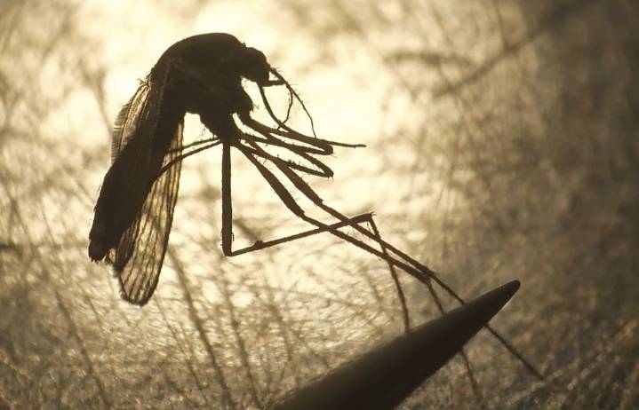 Malaria possibly contracted in WA, would be state’s first local case