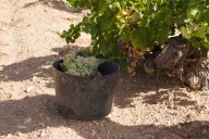 La vendimia adelantada puede ser un 10% mayor este año pese al granizo y las olas de calor