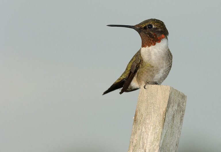 Scientists in Kentucky testing use of tiny tags to track migrating hummingbirds