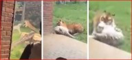 Ella es la Tigresa Bengala, 'Indira' muerta por Kanú en zoo de Cali
