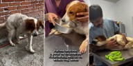 Perro en México lucha por sobrevivir tras diagnóstico de síndrome vestibular y daño neurológico grave