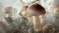 Have you participated in a psilocybin retreat? We want to hear from you