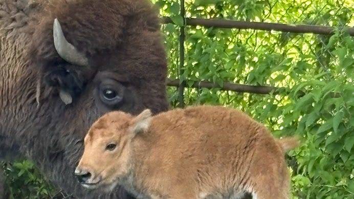 Bramble Park Zoo in Watertown has a new bison calf