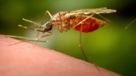 New Jersey authorities probe malaria case, whether person was infected inside state
