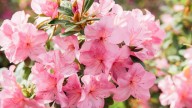 La planta que regala sus mejores flores en primavera y es un imán de buena suerte: cómo cuidarla