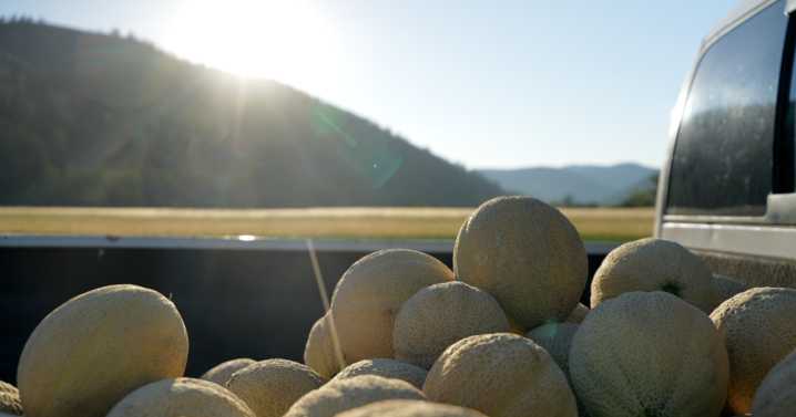 Dixon Melons shares growing insights