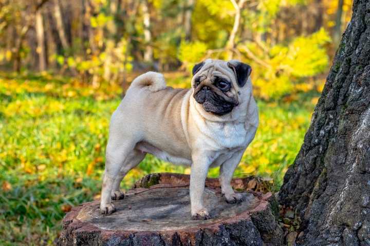 13 Dog Breeds That Struggle in Hot Weather