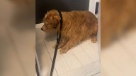 Pup Saved From Hoarding Situation In New York With 100 Other Dogs Makes Dramatic Transformation In 6 Weeks