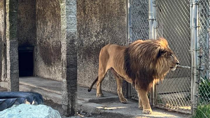 Bandon safari park owner indicted for animal neglect, drug charges