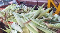 Levanta censo de productores agrícolas en Tehuacán para formar padrón oficial