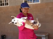 Esterilizan gratis a más de 350 lomitos y michis en Tijuana