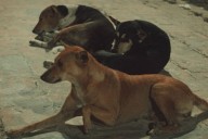 Propone el PRI en el Congreso de Hidalgo reconocer adopciones comunitarias de perros y gatos