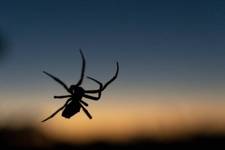 Man dies after being bitten by spider he bought on the Internet