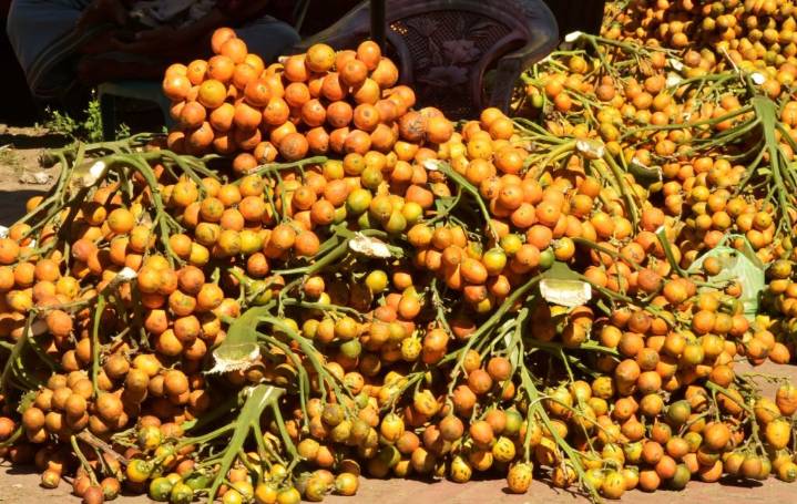 Ancient teeth show people were getting high off betel nuts 4,000 years ago