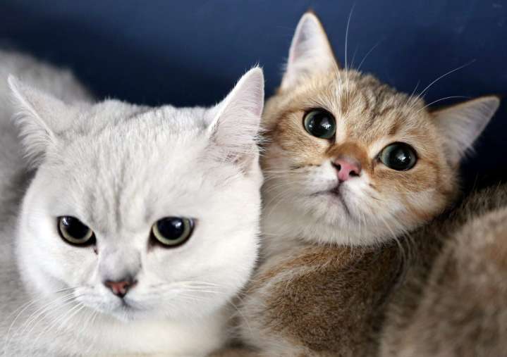 Gatos, una amenaza silenciosa para la biodiversidad