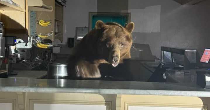 Bear found behind counter of South Lake Tahoe ice cream shop