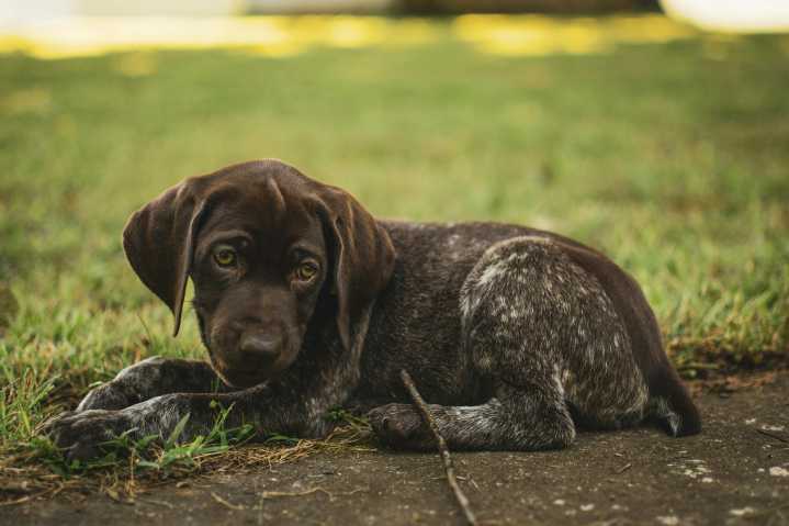ICE Cruelty: Teen-Ager And Dog-Torturing Edition