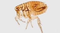 LA County is warning about a rise in flea-borne Typhus cases and outbreaks
