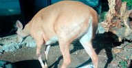 Venada “Bambi” sufre ataque de perro en instalaciones de Conagua en Altamira