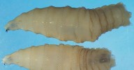 U.S. confirms its first human case of New World screwworm