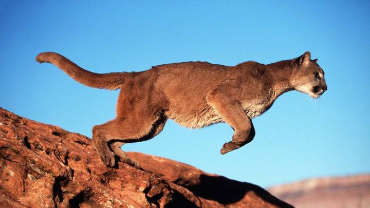 Those ‘Breathtaking’ Images Of Leaping Mountain Lions Likely Staged