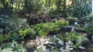 Productoras de plantas reportan una caída de ventas en Lázaro Cárdenas