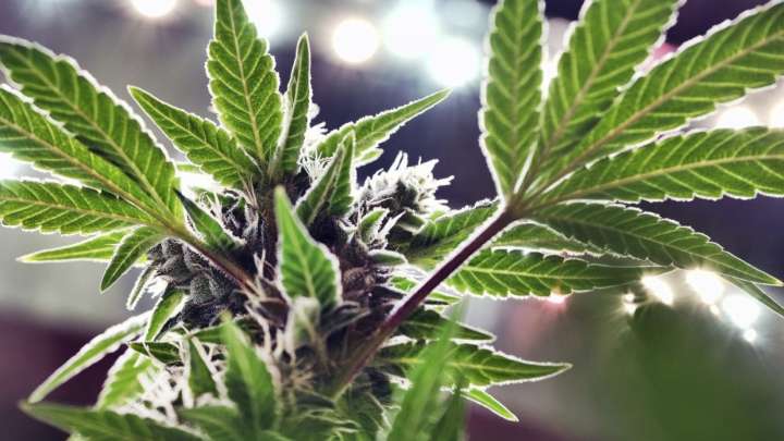 Trump ‘looking at’ reclassifying marijuana as less dangerous drug