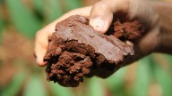 The Fast-Growing Fruit Tree That Will Happily Grow And Flourish In Clay Soil