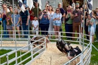 Ferris wheels, funnel cakes and farm animals at the Montgomery County Fair